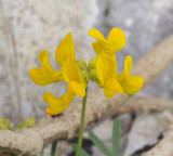 Hippocrepis balearica. Close-up.1.jpg