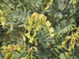 Hippocrepis balearica. Fruits.jpg