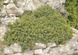 Hippocrepis balearica. In fruit.jpg