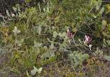 Lonicera implexa.jpg