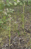 Ophrys apifera.3.jpg