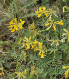Hippocrepis balearica. Closer.jpg