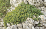 Hippocrepis balearica.jpg