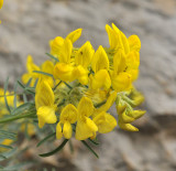 Hippocrepis balearica. Close-up.2.jpg