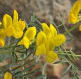 Hippocrepis balearica. Close-up.3.jpg