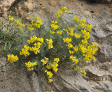 Hippocrepis balearica.4.jpg