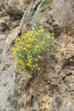 Hippocrepis balearica.jpg