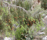 Juniperus oxycedrus. Closer.