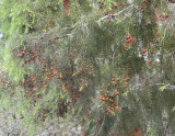Juniperus oxycedrus. Closer.