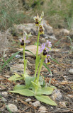 Ophrys tenthredinifera.jpg