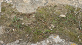 Romulea assumptionis.3.jpg