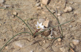 Romulea assumptionis.jpg