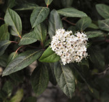 Viburnum tinus. Close-up.jpg
