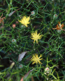 Carduncellus balearicus.jpg