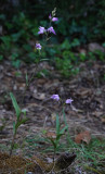 Cephalanthera rubra