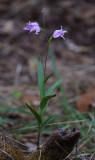 Cephalanthera rubra