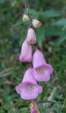 Digitalis minor. Close-up.jpg