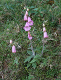 Digitalis minor.1.jpg