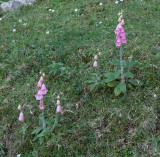 Digitalis minor.2.jpg