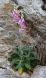 Digitalis minor.jpg