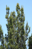 Pinus halepensis var. ceceliae
