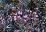 Teucrium balearicum. Closer.