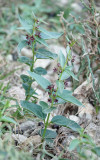 Vincetoxicum nigrum.jpg