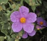 Cistus albidus. Closer-up.jpg