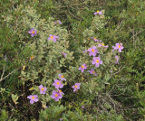 Cistus albidus.jpg