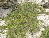 Lonicera implexa.jpg