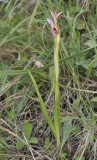Serapias parviflora.2.jpg
