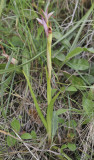 Serapias parviflora.jpg
