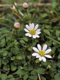Bellium bellioides. Closer.jpg