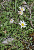 Bellium bellioides.2.jpg