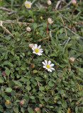 Bellium bellioides.jpg