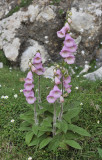 Digitalis minor.jpg