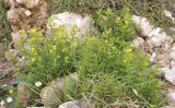 Galium crespianu.jpg