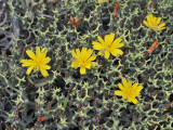 Launaea cervicornis. Closer.jpg