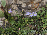 Solenopsis balearica. 2.jpg