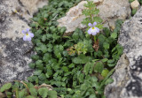 Solenopsis balearica.jpg