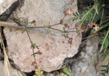 Galium balearicum.jpg
