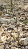 Epipactis microphylla. In fruit.
