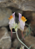 Linaria aeruginea subsp. pruinosa