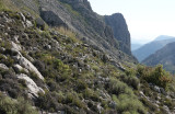 Habitat of Osyris alba.jpg
