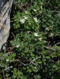 Lonicera pyrenaica subsp. majoricensis. Closer.jpg