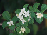 Lonicera pyrenaica subsp. majoricensis