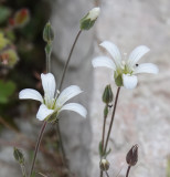Arenaria grandiflora subsp. glabrescens