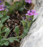 Erinus alpinus. Close-up.2.jpg