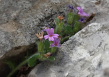 Erinus alpinus. Close-up.jpg