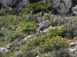Mountain flora.2.jpg